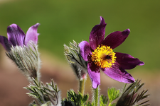 Pulsatilla vulgaris_smaller.webp