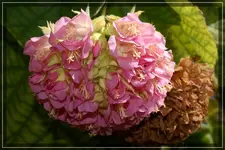 RosaBommel.webp