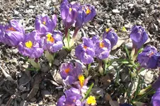 Garten 03 2012 002.webp