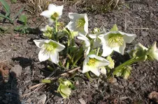 Garten 03 2012 004.webp