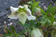 Garten 03 2012 005.webp