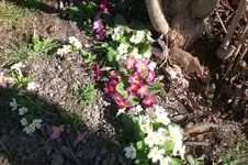 Garten 03 2012 012.webp