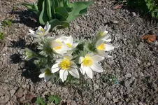 Garten 03 2012 013.webp