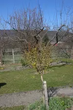 Garten 03 2012 014.webp