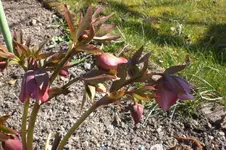 Garten 03 2012 016.webp