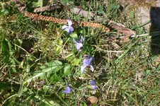 Garten 03 2012 017.webp