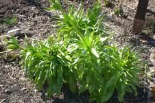 Garten 03 2012 019.webp