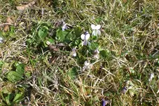 Garten 03 2012 021.webp