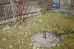 Garten 03 2012 023.jpg