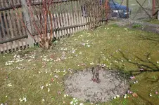 Garten 03 2012 023.webp