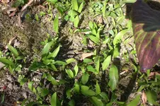 Garten 03 2012 024.webp