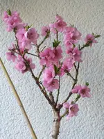 3065373039396431.webp