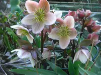 CIMG7052.webp