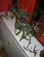 01_1.webp