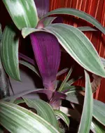 01_2.webp