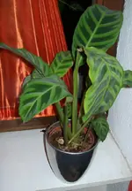 02_1.webp