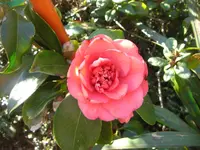 CIMG7060.webp