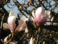 CIMG7093.webp