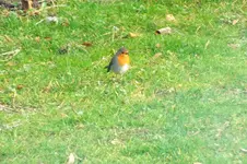 2012_0325Frühling0026 rotkehlchen -.webp