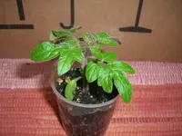 CIMG4299.webp