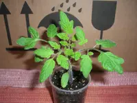 CIMG4300.webp