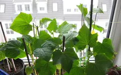 Gurken (2).webp