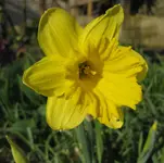 Narzisse (5).webp