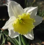 Narzisse (4).webp