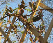 Geißblatt.webp