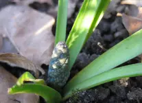 Traubenhyazinthe.webp