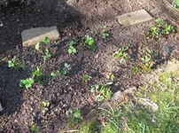 Erdbeeren (2).webp
