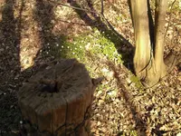 Stillleben.webp