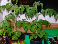 DSCF7500.2.webp