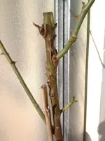 2012-03-26 18.02.45.webp