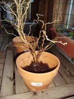 Afbeelding 051.webp