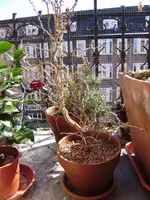 Afbeelding 069.webp