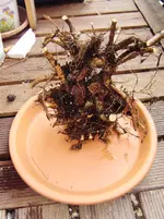 Afbeelding 078.webp