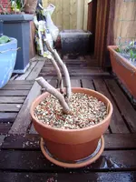 Afbeelding 097.webp
