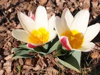 P3260831.webp