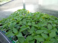 DSCN1661.webp