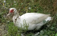Copy of IMG_1923v.webp