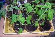 100_2993.webp