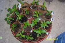 100_3013.webp