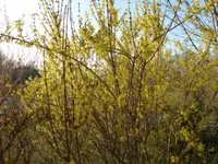 Forsythie.webp
