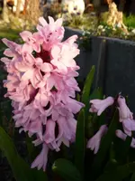Hyazinthe.webp