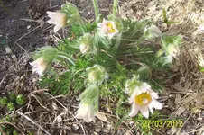 100_2999.webp