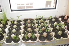 Garten 03 2012 001.webp