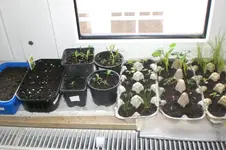 Garten 03 2012 002.webp