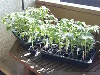 Sonnenbad_28032012.webp