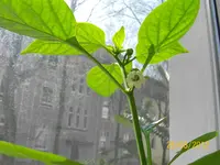 Blüte 100_0835 (Medium).webp
